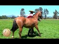 SELLO DE RAZA CABALLOS CHILENOS criadero la espuelita III.mp4