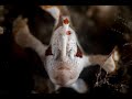 Clown Frogfish | Antennarius maculatus
