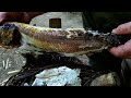 How to Cook Fish in a Survival Situation