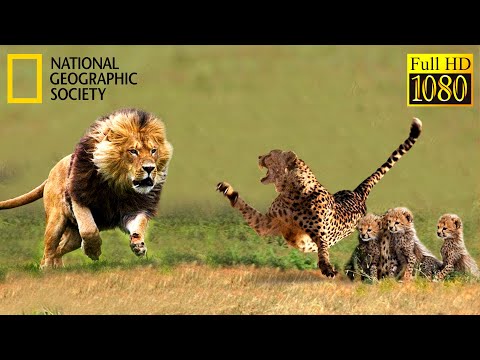Aslan Çitanın Yavrularını Öldürüyor | 1080p Full HD Belgesel Film Türkçe Dublaj Yabancı İzle