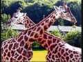 african animals