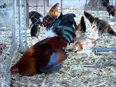 Johnny+Jumper+Kelso+Roosters ... Barnett Personal Brood 20 Grand Kelso Pullets - Descargar MP3 Gratis