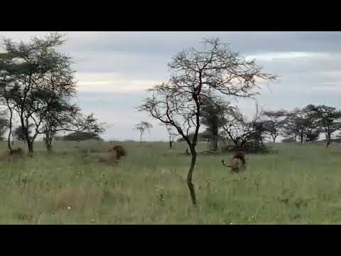 The endlessplain of Serengeti