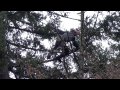 Tree Fallers - Oregon 2013 HD