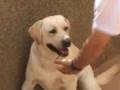 Perro Labrador entrenamiento training dog