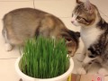 貓草成熟時