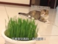 貓草成熟時