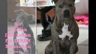 Download Tiere sprueche zum nachdenken For Android