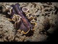 Marine Flatworm | Pseudobiceros hancockanus