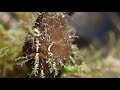 Video of Ocelated frogfish