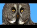 World's Deadliest - Super-Hearing Helps Owl Hunt