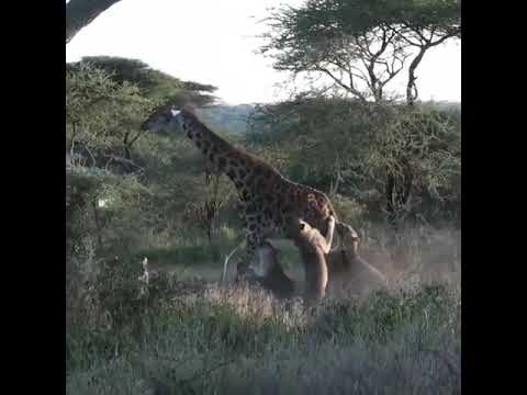 Lodge Safari Tanzania 5 Days - Leken Adventure
