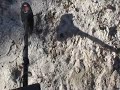 Metal Detecting Gold Metal Detectors FINDING GOLD VIII Metal Detecting Gold Metal Detectors