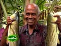 Inland Fish farming in ponds