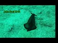 Aplysia fasciata  | lièvre de mer