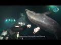 Wild Dolphin
