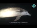 Wild Dolphin