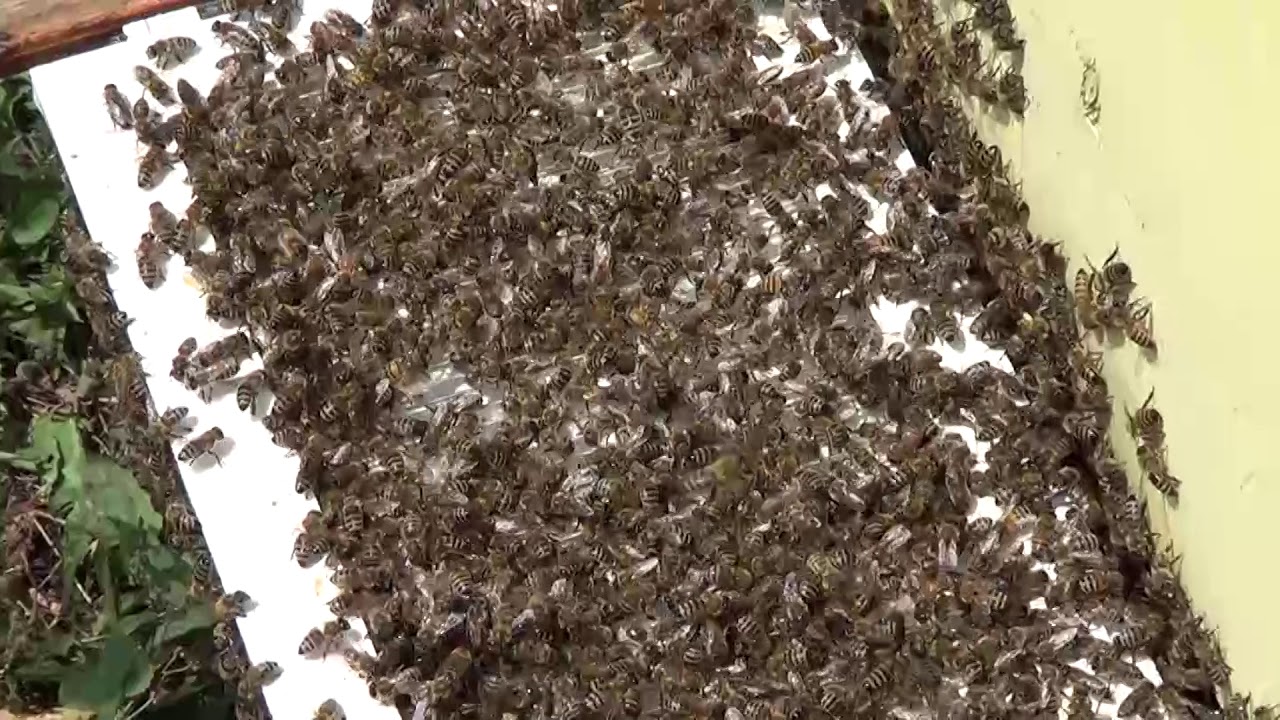 Pčelinji otrov sakupljanje