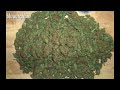 420 Magazine - Medical Marijuana Grower's Delight