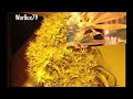 420 Magazine - Medical Marijuana Grower's Delight
