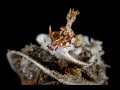 Hypselodoris krakatoa laying eggs | Hypselodoris krakatoa 