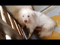 Death Row Dog REALLY Wants a Family - CUTE