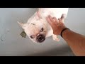 Death Row Dog REALLY Wants a Family - CUTE