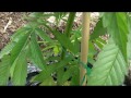 Growing Outdoor Medical Marijuana Lesson 2