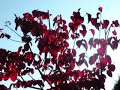 Ane Brun - Changing of the Seasons