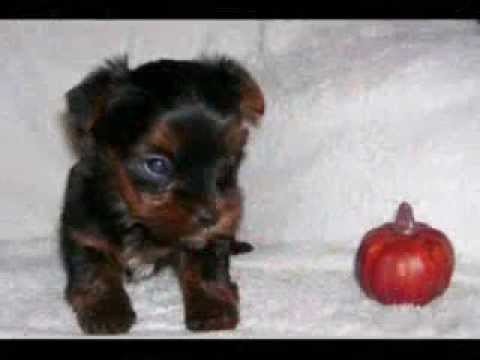 smallest cat in world. The World#39;s Smallest Dog#39;s