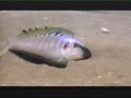 Lake Tanganyika Part1