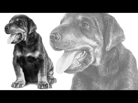 Как нарисовать добермана карандашом?
