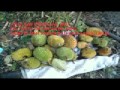 Kasik-kasik by uncle reds snipers bidayuh