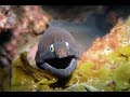 Video of Ells and Morays