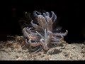 Video of Phyllodesmium crypticum
