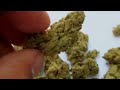 BlueBerry Kush & Sour OG Nugs Macro Shots, Session+Beach Sunset