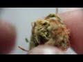 BlueBerry Kush & Sour OG Nugs Macro Shots, Session+Beach Sunset