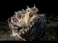 Coconut Octopus playing with shells | Coconut Octopus