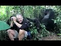 Touched by a Wild Mountain Gorilla (short)