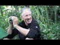 Touched by a Wild Mountain Gorilla (short)