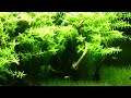 Planted Aquarium HQ