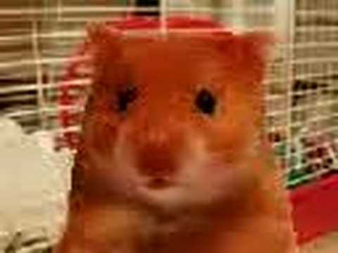 funny birthday hamster. Funny Alien