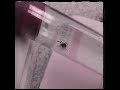 Tick Removal: Blister & Straw and Knot Methods