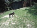 my pitbull
