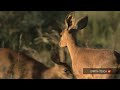 Baby animals & a jackal on the hunt