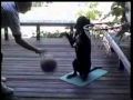 Chien basketteur : un chien qui montre de serieuses aptitudes pour le basketball