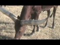 Dead Broke Ranch Watusi and Gyr (Brahman) Cattle
