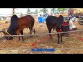 KANGAYAM SERIES: 37, Black Cow in Anthiyur Cow Market 2017.
