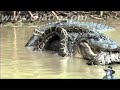 Python vs Alligator 01 -- Real Fight -- Python attacks Alligator