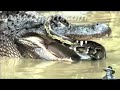 Python vs Alligator 01 -- Real Fight -- Python attacks Alligator